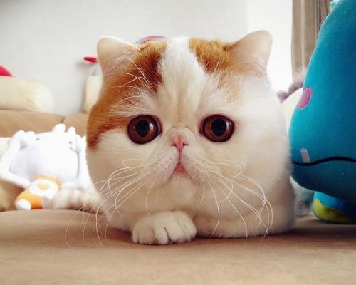 ּ̫ſعȨת йΪعɹɶ